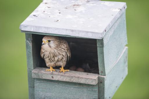 Nistkasten Turmfalke