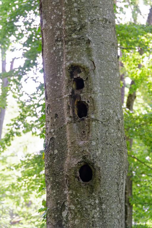 Baumhöhlen gezoomt