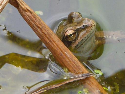 Grasfrosch