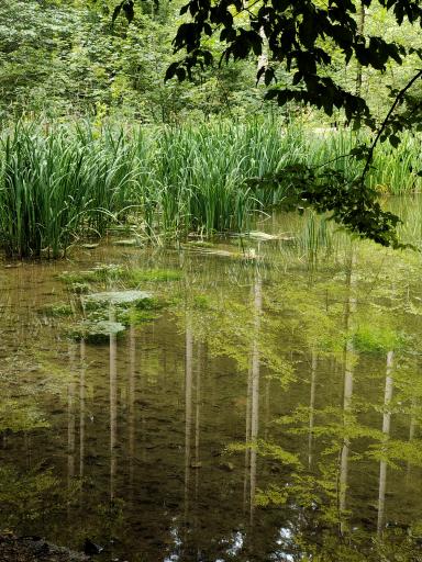 Leisiweiher