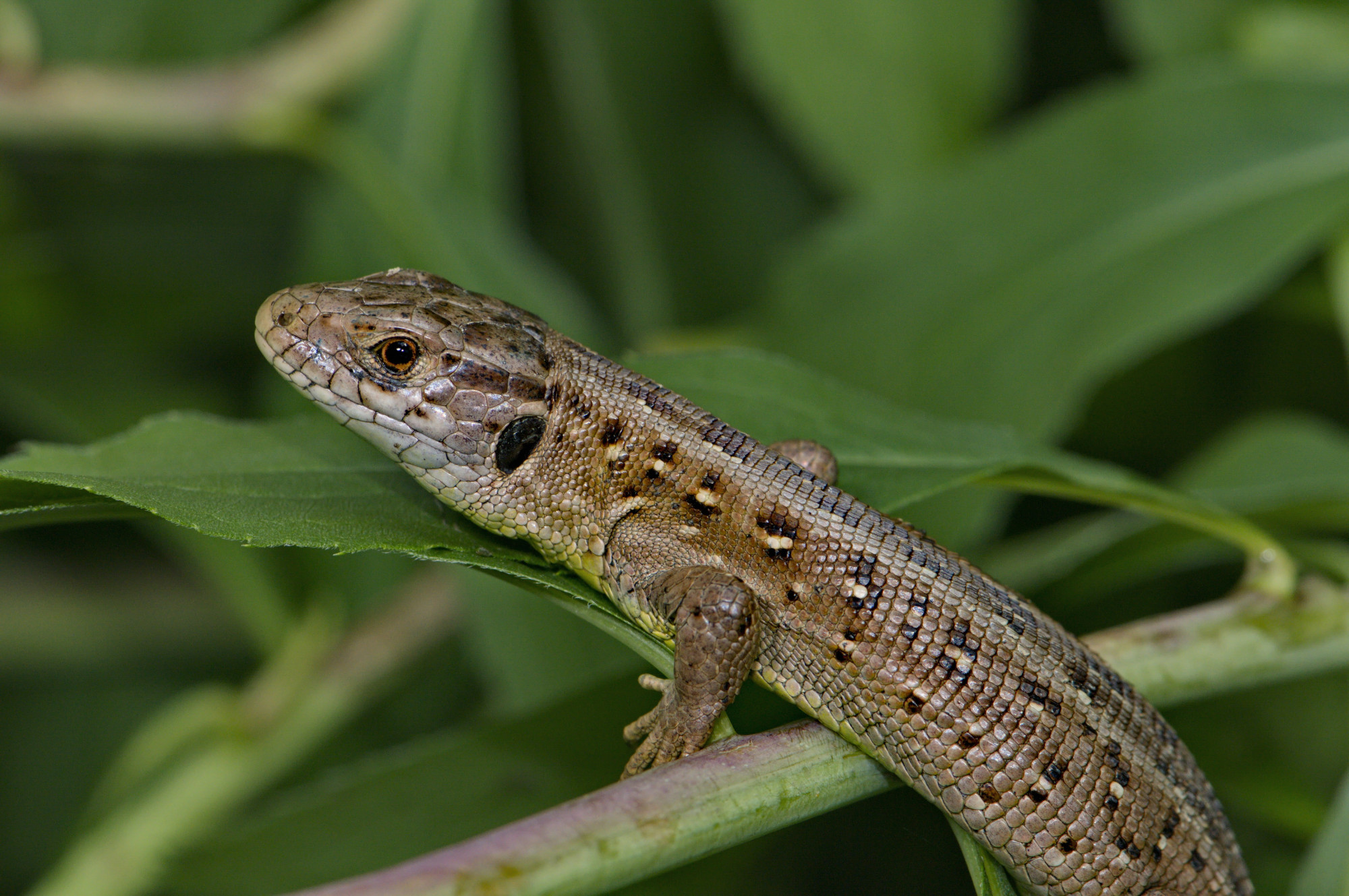 Echsen, Schlangen und Co. - Reptilienexkursion im Naturpark Exkursion / geführte Wanderung Im Naturpark Thal leben verschiedene Reptilien. Welche Arten sind es, wo findet man sie und was benötigen sie zum Leben?  Auf dieser Exkursion begleitet uns Stefan Dummermuth, der Reptilienbeauftragte vom Kanton Solothurn. Neben vielen interessanten Informationen werden wir hoffentlich die einen oder anderen Reptilien erblicken können.