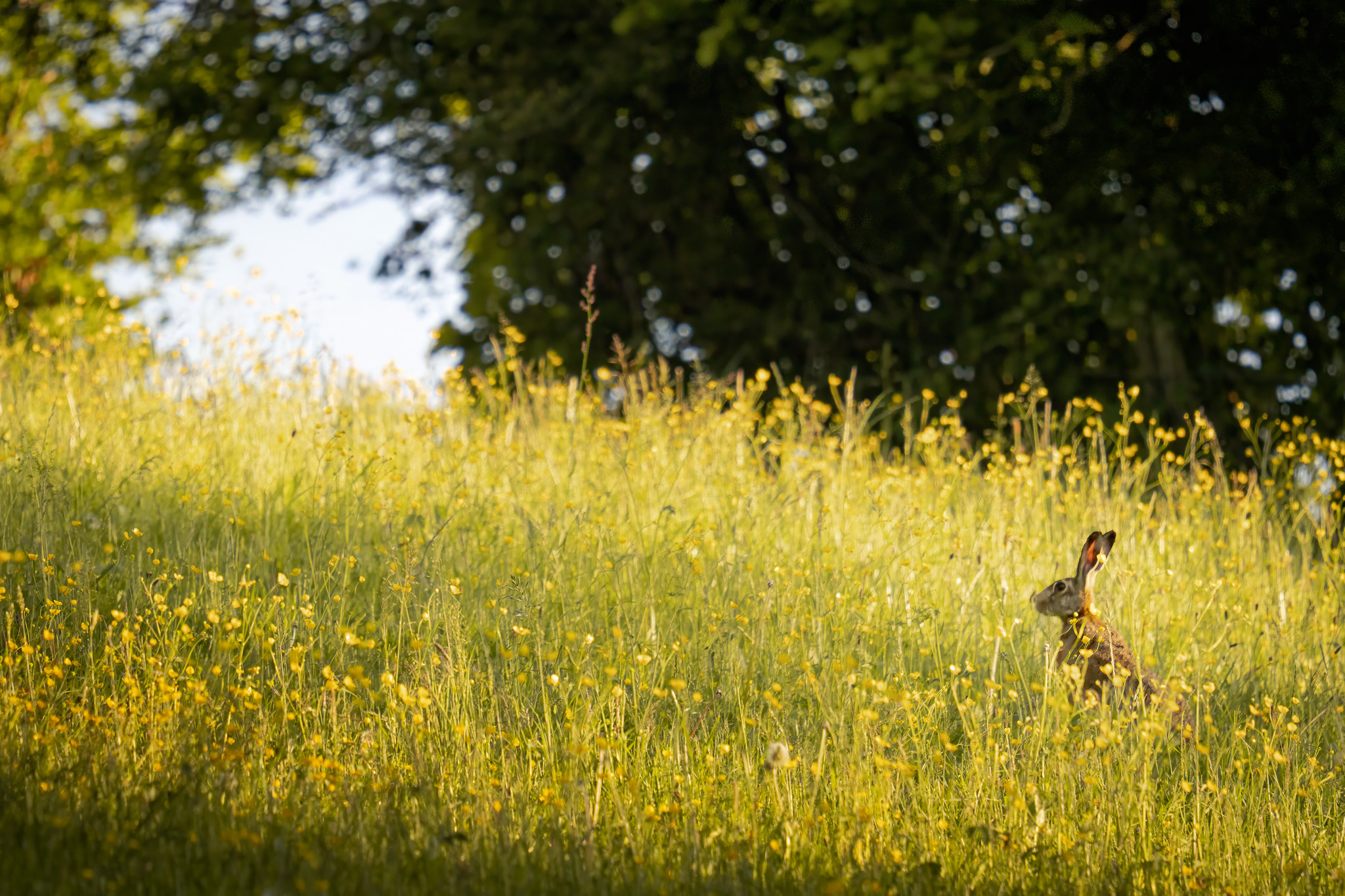Der Osterhase lebt – der Feldhase verschwindet