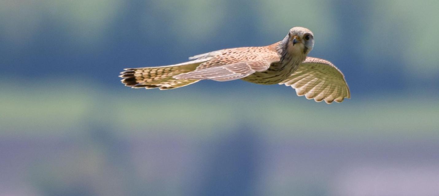 Turmfalke