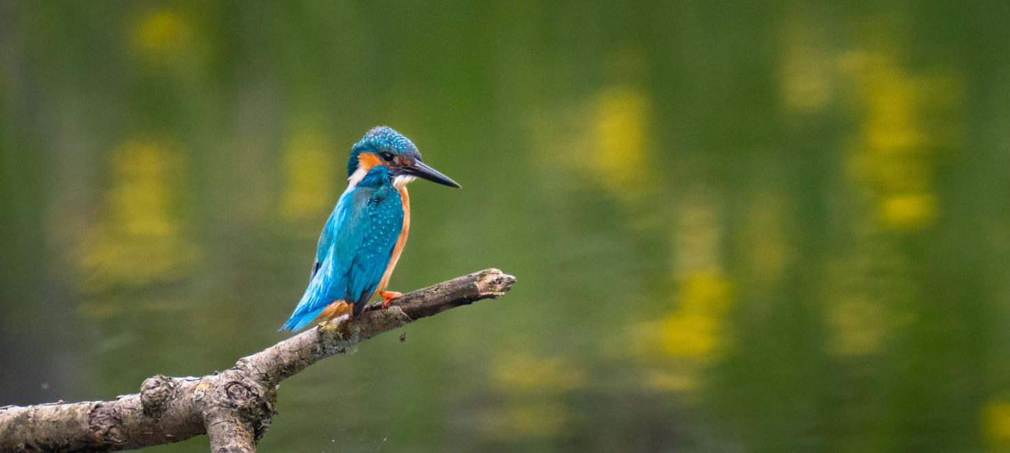 Eisvogel © Patrick Herren