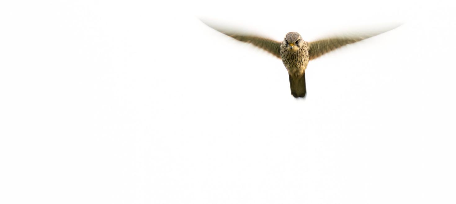 Turmfalke im Rüttelflug