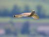 Turmfalke